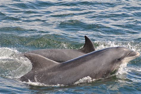 Shannon Dolphin Project Irish Whale And Dolphin Group