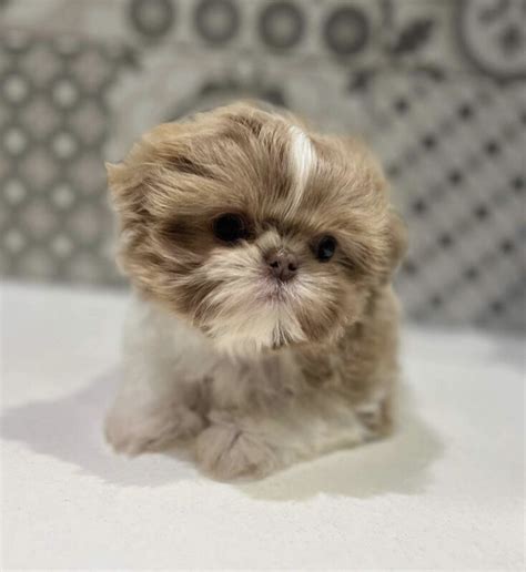 Teacup shih tzu puppies for sale/Shih tzu teacup puppies for sale