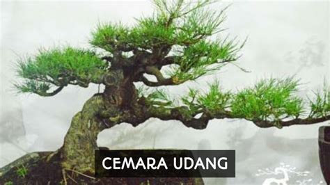 Jenis Tanaman Bonsai Terbaik Yang Membuat Rumah Menjadi Lebih Indah