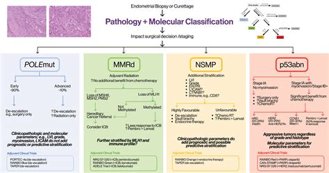 Molecular Classification In Endometrial Cancer Opportunities For