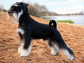 Miniature Schnauzer - Wikipedia