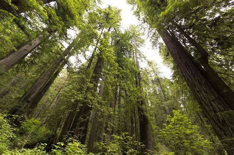 Best Way To Visit Redwood National Park at Amy Thomas blog