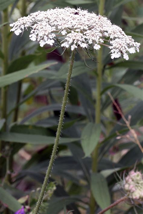 Queen Annes Lace