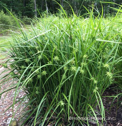 Info Native Sedge Carex Grayi Grays Sedge