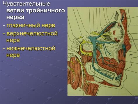 Топографическая анатомия и оперативная хирургия лица - презентация онлайн