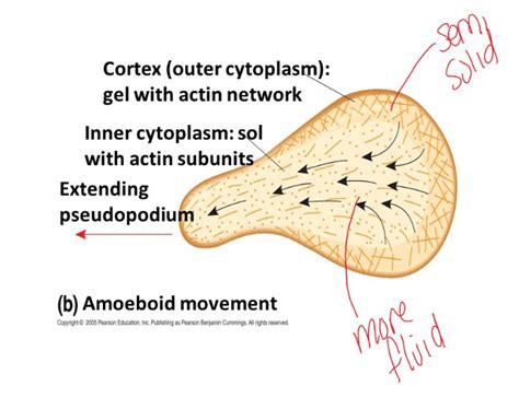 Cytoplasm Its Composition Structure And Functionsreadbiologycom