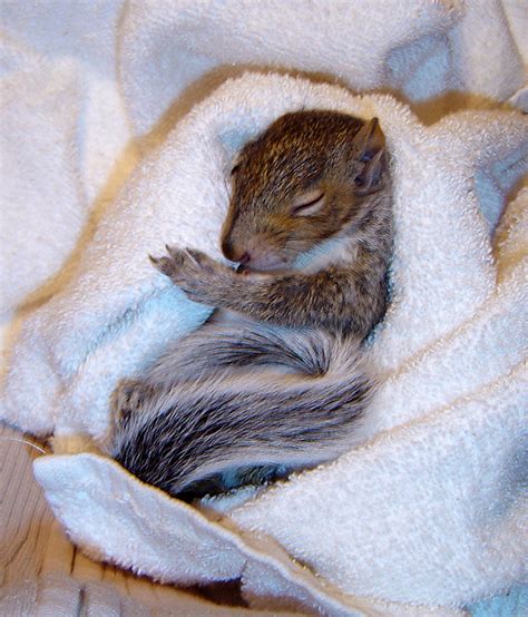 Orphaned Baby Squirrel By Isabellany On Deviantart