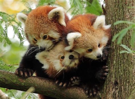 🔥 A red panda family : r/NatureIsFuckingLit