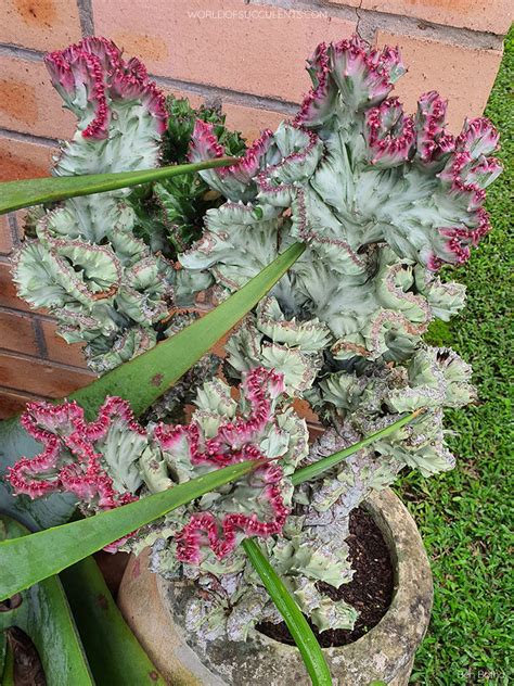 Euphorbia Lactea White Ghost Cristata World Of Succulents