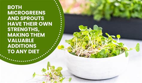 Microgreens Vs Sprouts Whats The Difference Healthy Blog