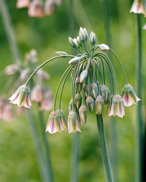 20 Best Allium Varieties To Grow For Their Beautiful Flowers