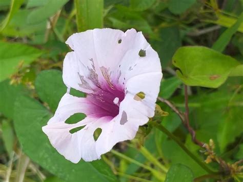 Ipomoea Batatas L Lam Sweetpotato Tropical Andes Pl Ntnet Identify