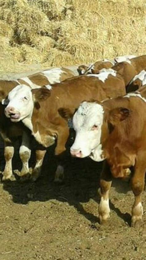 Pin on Australian #5 Cattle Breeds | Breeds, Cattle, Animals