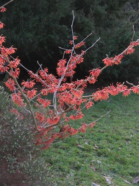 Filehamamelis Jelena Flowering Wikipedia The Free Encyclopedia