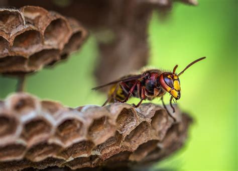 Vespa Crabro Picadura Y Caracter Sticas Del Avisp N