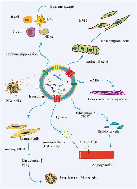 Frontiers Emerging Role Of Exosomes In Liquid Biopsy For Monitoring Prostate Cancer Invasion