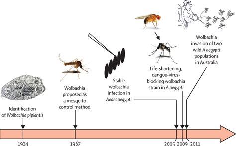 Assessing The Epidemiological Effect Of Wolbachia For Dengue Control