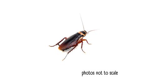 Bathroom Bugs Identification 15 Bugs Youll See In A Bathroom