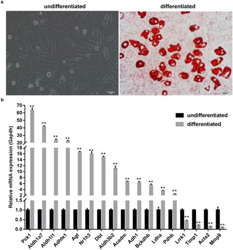 Ijms Free Full Text Identification Of Potential Key Genes