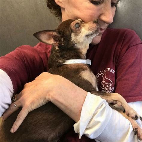 14 Year Old Blind Dog Is Thankful For Her Adoption Pawsocute