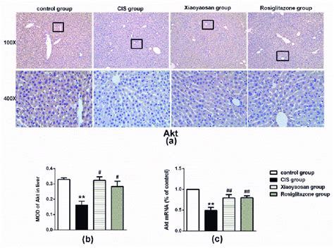 Effects Of Xiaoyaosan On The Expression Of SHIP2 Proteins And MRNAs In