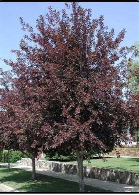 CANADA RED CHERRY BR 6 TC Nursery