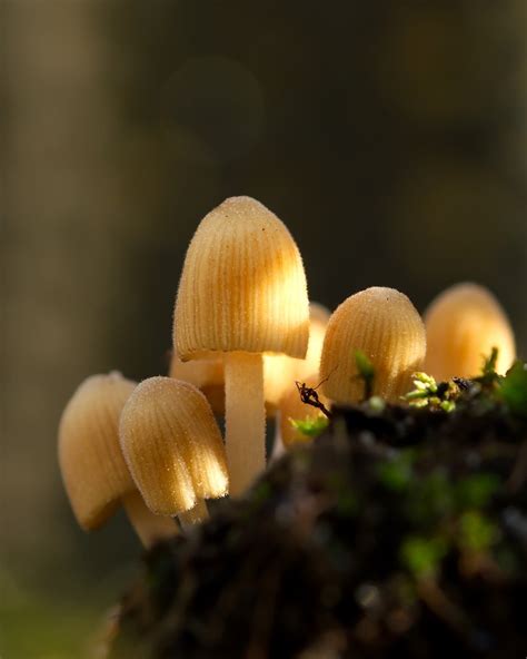 Champignon Champignons Nature Photo Gratuite Sur Pixabay