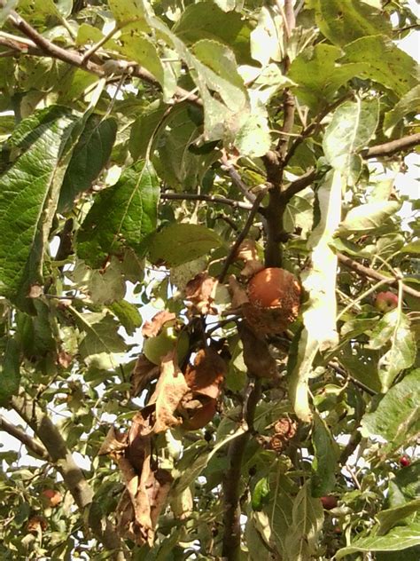 Warum verfaulen unsere Äpfel am Baum? (essen, Garten, Natur)