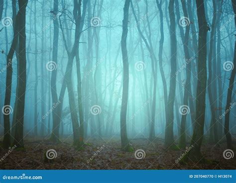 Floresta Misteriosa Neblina Foto De Stock Imagem De Paisagens