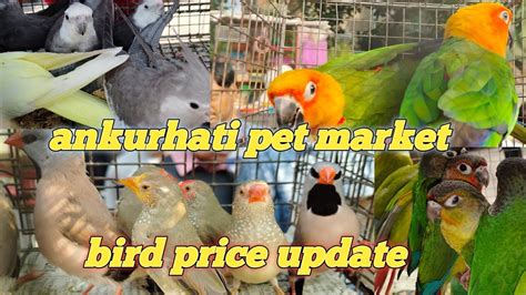 Ankurhati Pet Market Today Bird Price Update YouTube