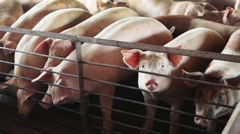 Millions Of Animals Are Being Euthanized Due To Meat Plant Closures Vox