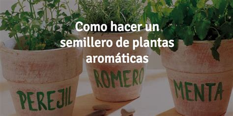 Cómo Hacer Un Semillero De Plantas Aromáticas Aggregatte