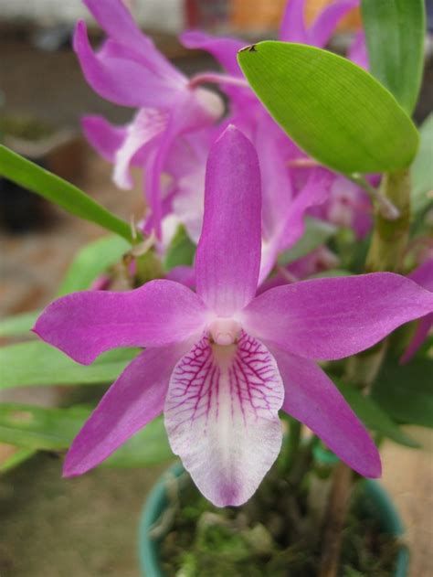 HOA PHONG LAN VIỆT VIETNAM ORCHIRDS Dendrobium Stardust Beautiful