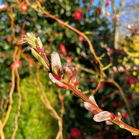 Plant 101 Salix Udensis Japanese Fantail Willow