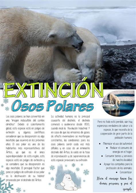 Declaraci N Del Oso Polar En Peligro De Extinci N Causas Y Soluciones