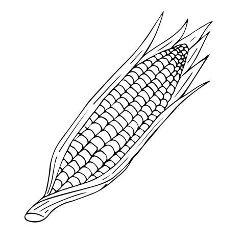 Premium Vector Hand Drawn Corn Isolated On White Background