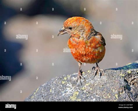 Crossbeak hi-res stock photography and images - Alamy