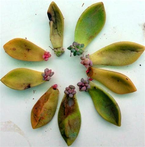 Leaf Propagation: A Succulent Shared - Plant Talk