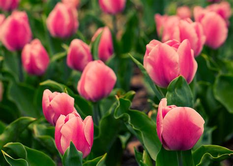 Tulips Valley Photograph by Andrey Kopot | Fine Art America