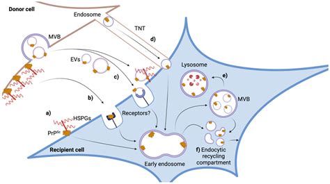 IJMS Free Full Text Propagation And Dissemination Strategies Of