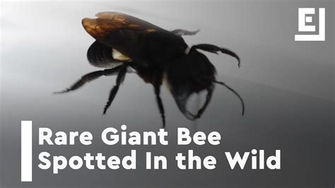 The Largest Bee In The World Youtube