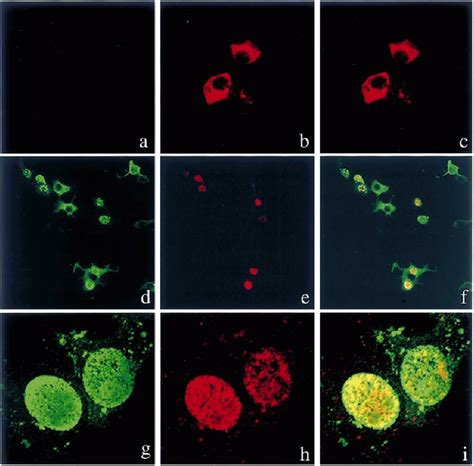 Double Labelling Immunofluorescence Of Vero Cells Transfected With