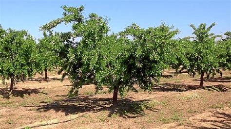 El Cultivo Del Almendro Emerge En Huelva