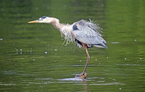 Great Blue Heron Shaking Feathers Stock Image Image Of View Wild