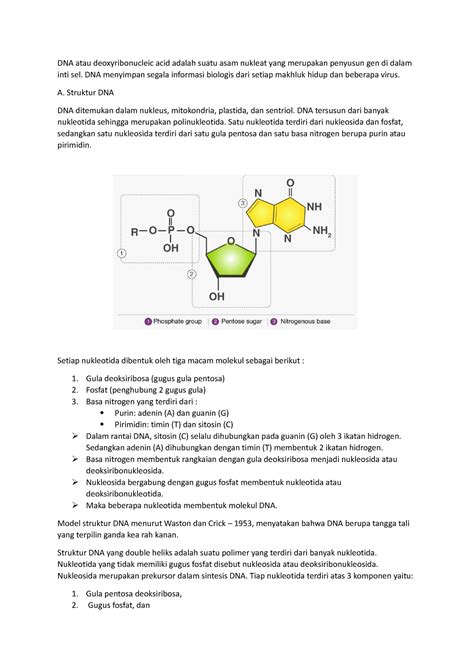 Materi Dna Dna Rna Kromosom And Gen Dna Atau Deoxyribonucleic Acid