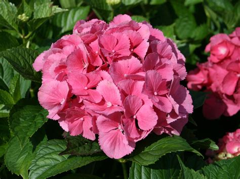 Ballhortensie Bauernhortensie Masja Rot Hydrangea Macrophylla