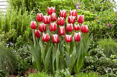 Tulpe Tulipa ‘stargazer Bild Kaufen 13670055 Gartenbildagentur