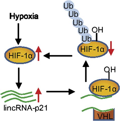 Reciprocal Regulation Of Hif And Lincrna P Modulates The Warburg