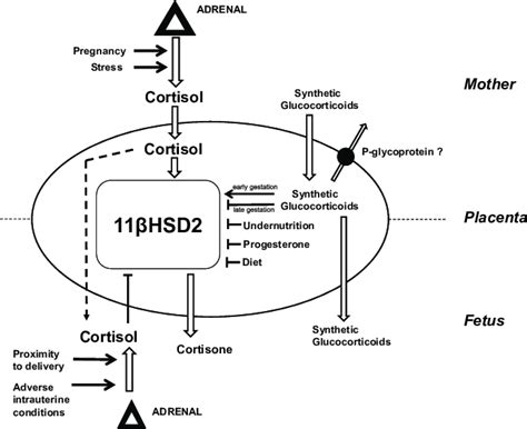 Schematic Diagram Showing The Sources Of Cortisol In The Fetal