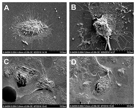 Frontiers Recombinant Human Ifnα 2b Response Promotes Vaginal